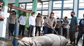 Bupati Kebumen Arif Sugiyanto saat meninjau pemotongan hewan kurban di rumah pemotongan hewan di Kebumen.