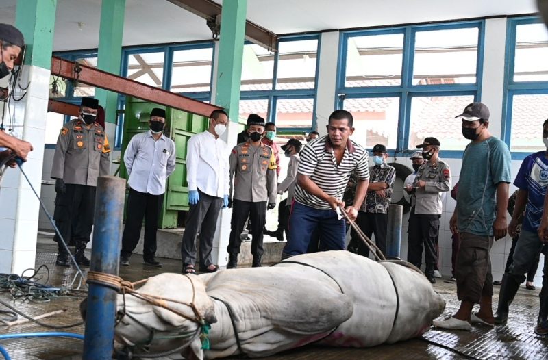Bupati Kebumen Arif Sugiyanto saat meninjau pemotongan hewan kurban di rumah pemotongan hewan di Kebumen.